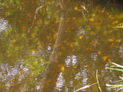 Spiegelung im Wasser