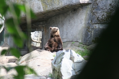 Meditierender Bär
