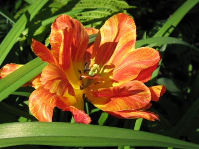 Orange Tulpe