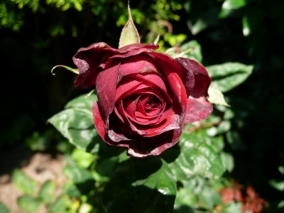 Rote Rose