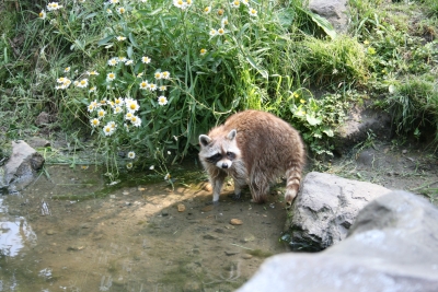 Waschbär