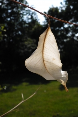 einsames Blatt