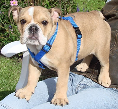 Baby Bulldogge