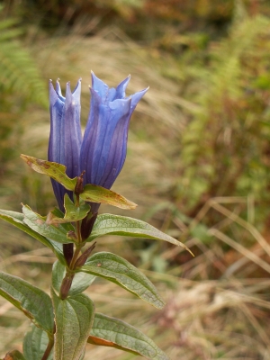 Blaue Alpenblumen