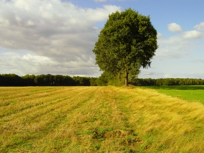 Bäume zwischen den Feldern