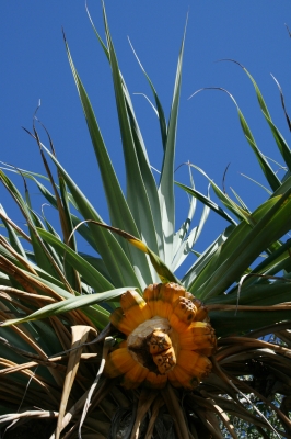 Pandanus