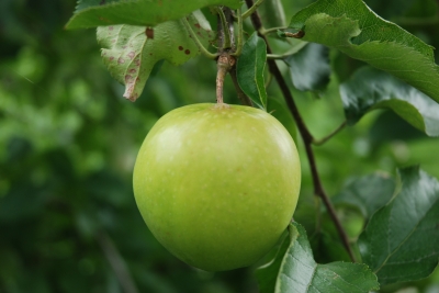 Ein Apfel