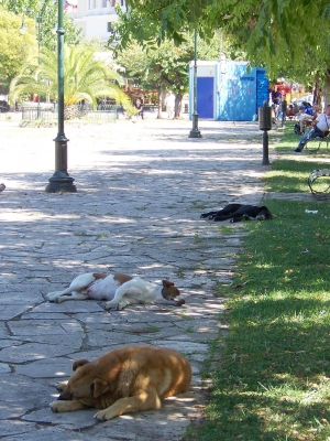 Hunde-Bubu-mach-Platz