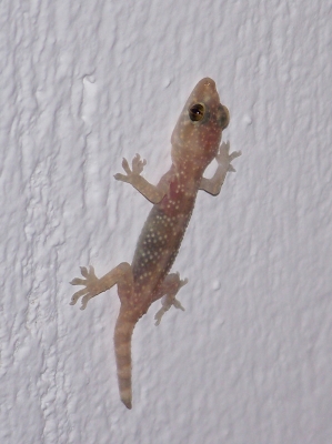 Junger(?) Gecko