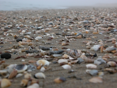 shells pure