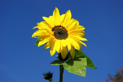 Sonnenblume vor blauem Himmel