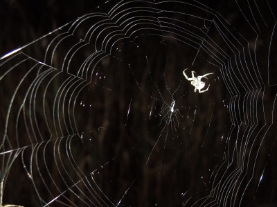 Spinnennetz in der Nacht
