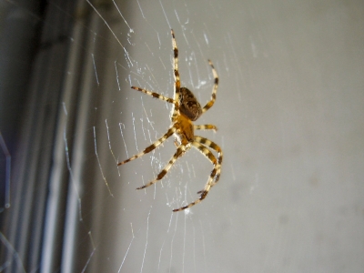 Spinne im Netz02