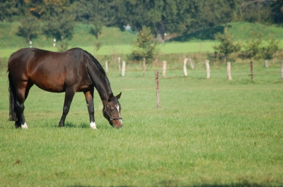 Pferd im Münsterland