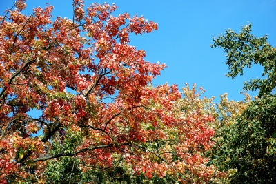 Herbstahorn
