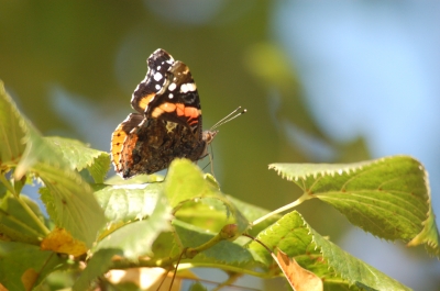 Feld-, Wald- und Wiesenschmetterling