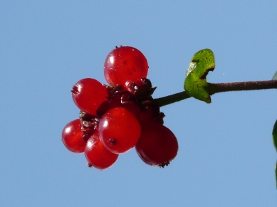 Rote Beeren