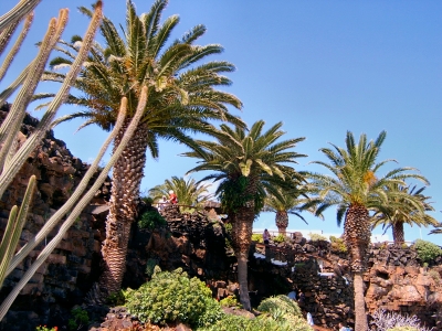 Palmenlandschaft