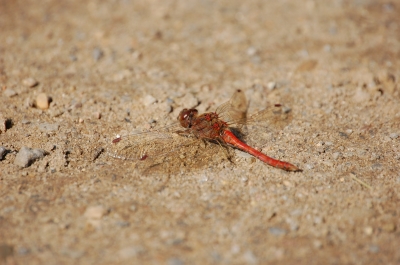 Libelle im Sand