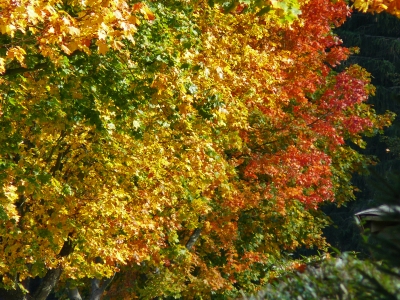 Die volle Farbenpracht des Herbstes