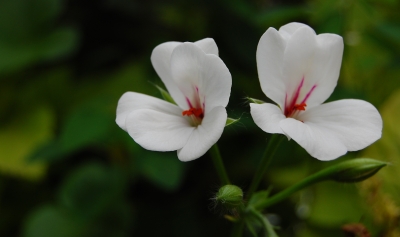 Zwillingsblüte im Herbst