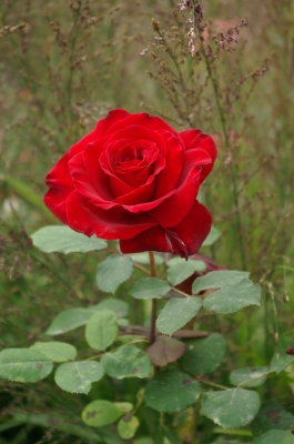 gefüllte rote Rose