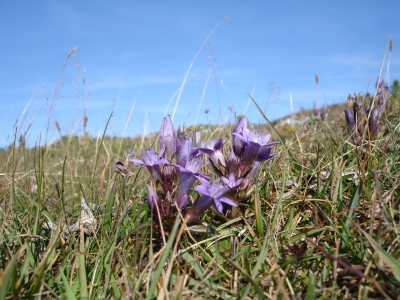 Blüte in voller Pracht