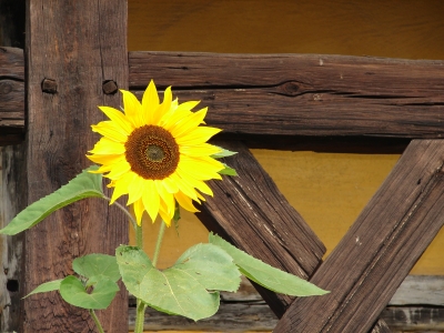 Sonnenblume mit Fachwerk