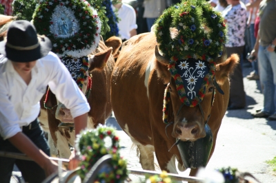 Almabtrieb im Zillertal