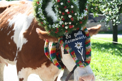 Almabtrieb im Zillertal