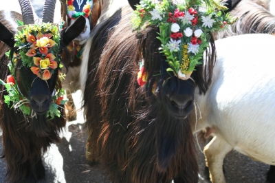 Almabtrieb im Zillertal