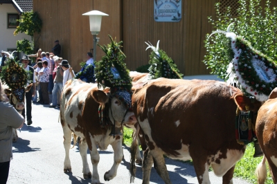 Almabtrieb im Zillertal