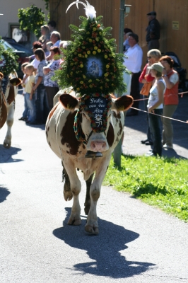 Almabtrieb im Zillertal