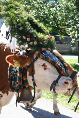 Almabtrieb im Zillertal