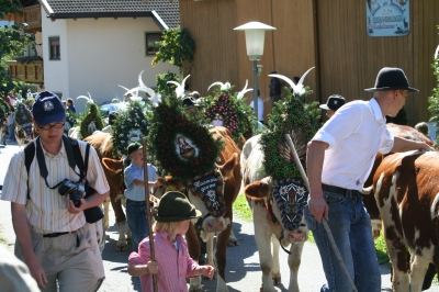 Almabtrieb im Zillertal