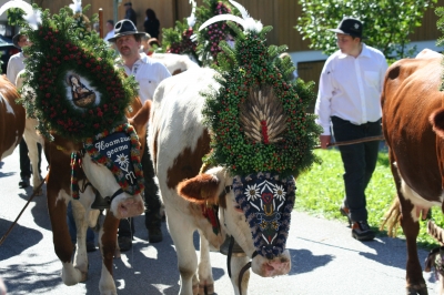 Almabtrieb im Zillertal