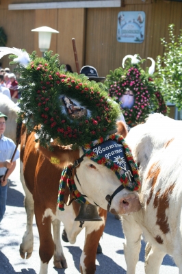 Almabtrieb im Zillertal