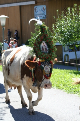 Almabtrieb im Zillertal