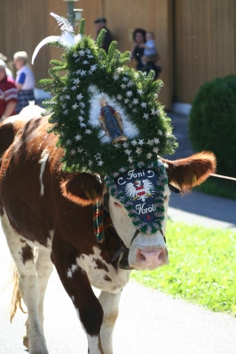 Almabtrieb im Zillertal