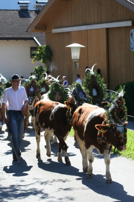 Almabtrieb im Zillertal