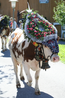 Almabtrieb im Zillertal