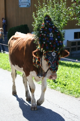 Almabtrieb im Zillertal