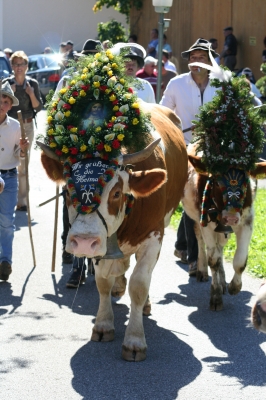 Almabtrieb im Zillertal