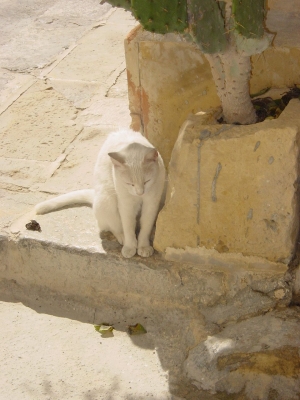 Mdina - Straßenszene der "Stillen Stadt" - weiße Katze in der Mittagsglut