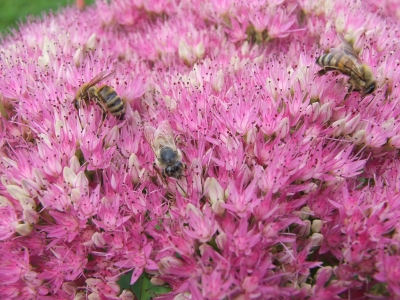 Ein Tummelplatz für Bienen
