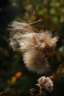 Distel im Herbst