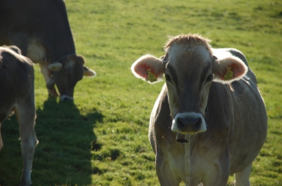 Allgäu Kuh