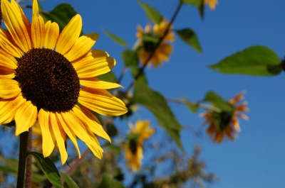 Altweibersommer im Garten