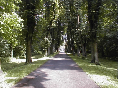 Baum - Allee