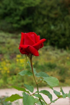 Rose rot 1
